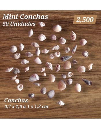 Conchitas Mini x 50 unidades
