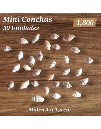 Conchitas Pequeñas x 30 Unidades