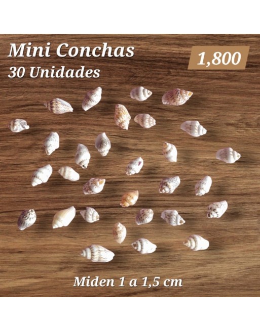 Conchitas Pequeñas x 30 Unidades