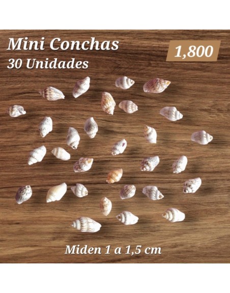 Conchitas Pequeñas x 30 Unidades