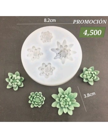 Suculentas