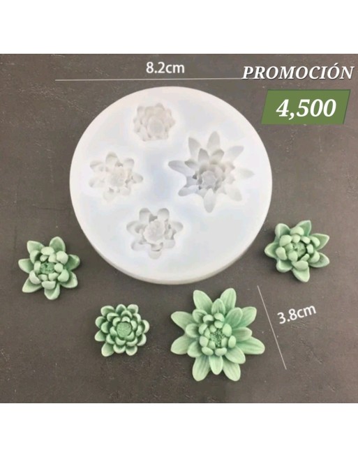Suculentas