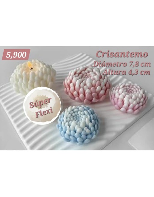 Crisantemo L