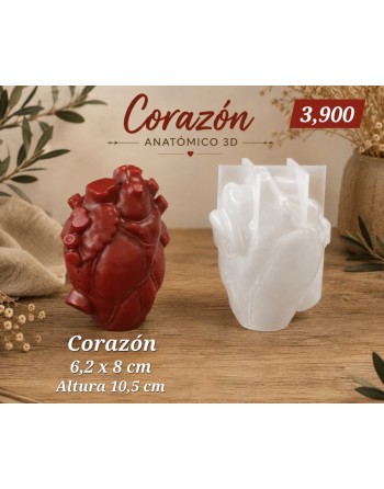 Corazón Anatómico