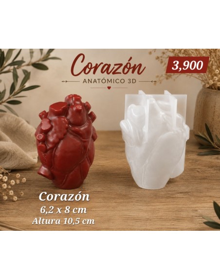 Corazón Anatómico
