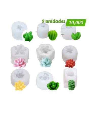 Set Suculentas mini x 9 unidades